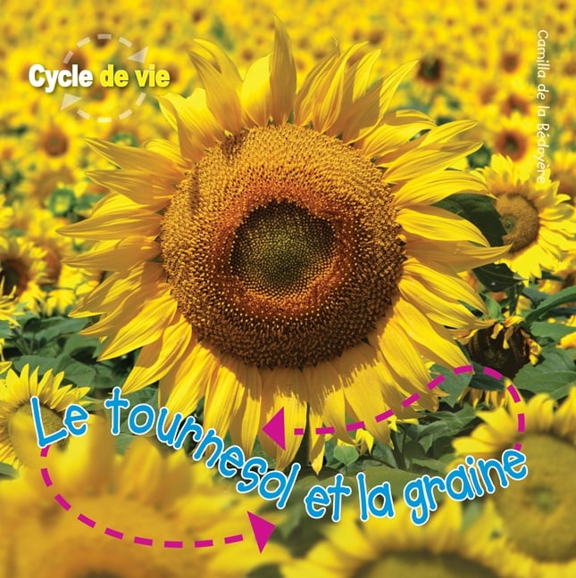 Le tournesol et la graine