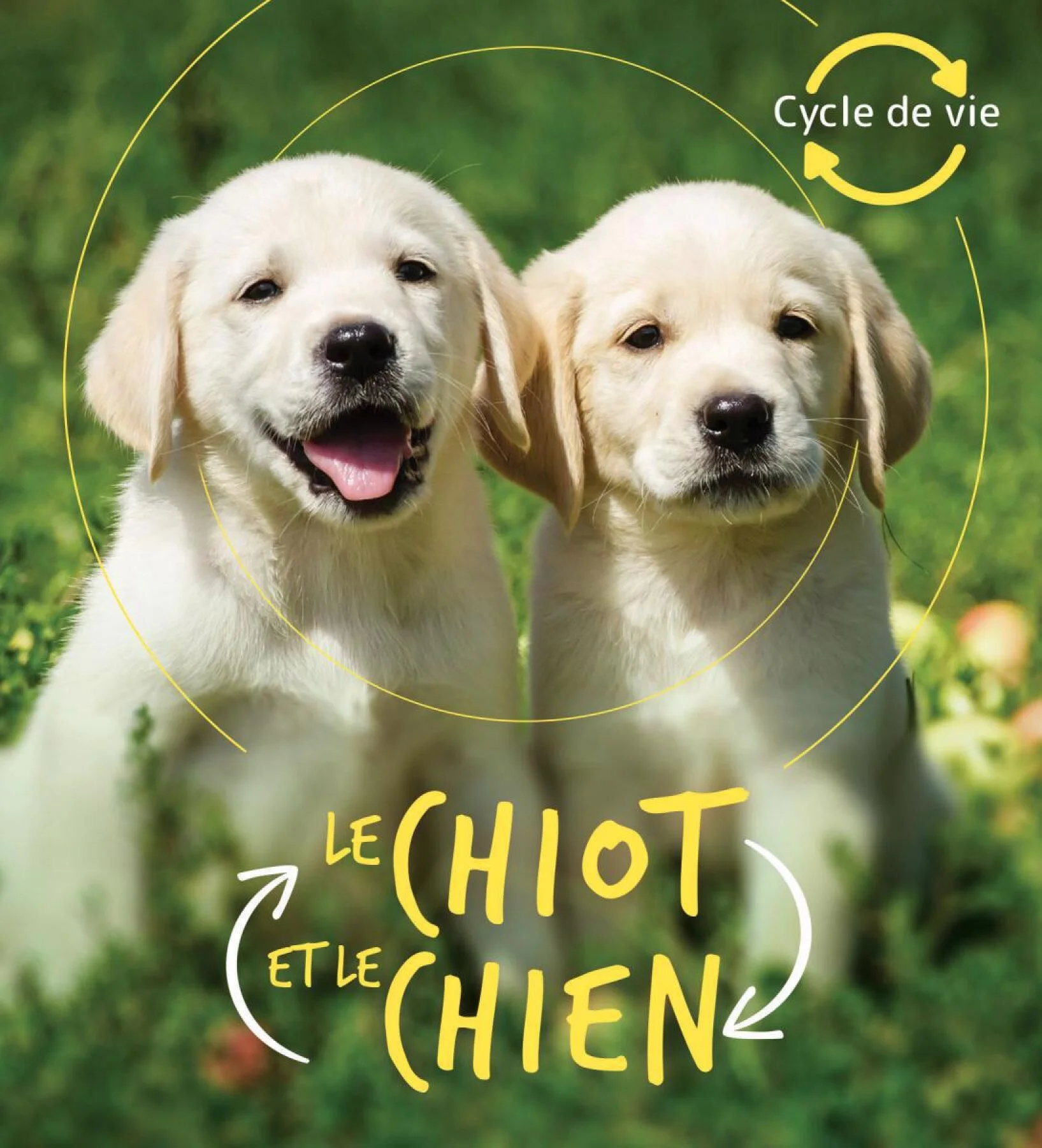 Le chiot et le chien