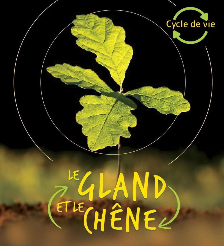 Le gland et le chêne