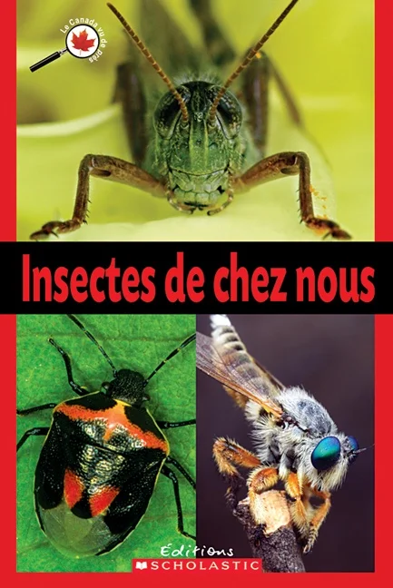 Insectes de chez nous